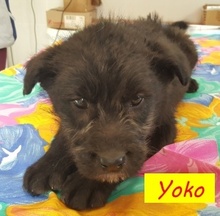 YOKO, Hund, Mischlingshund in Ungarn - Bild 9
