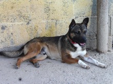 EGBER, Hund, Mischlingshund in Spanien - Bild 10
