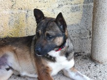 EGBER, Hund, Mischlingshund in Spanien - Bild 11