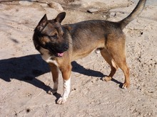 EGBER, Hund, Mischlingshund in Spanien - Bild 3