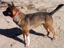 EGBER, Hund, Mischlingshund in Spanien - Bild 4