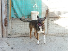 EGBER, Hund, Mischlingshund in Spanien - Bild 5