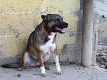 EGBER, Hund, Mischlingshund in Spanien - Bild 8