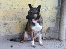 EGBER, Hund, Mischlingshund in Spanien - Bild 9