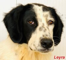 LEYRA, Hund, Mischlingshund in Italien - Bild 1