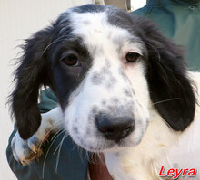 LEYRA, Hund, Mischlingshund in Italien - Bild 5