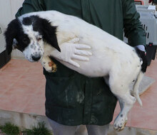 LEYRA, Hund, Mischlingshund in Italien - Bild 9