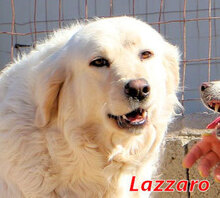 LAZZARO, Hund, Mischlingshund in Italien - Bild 1