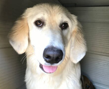 LAZZARO, Hund, Mischlingshund in Italien - Bild 19