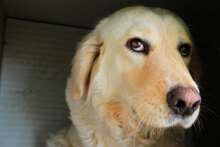 LAZZARO, Hund, Mischlingshund in Italien - Bild 2