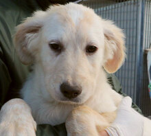 LAZZARO, Hund, Mischlingshund in Italien - Bild 21
