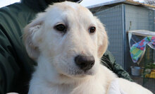 LAZZARO, Hund, Mischlingshund in Italien - Bild 22