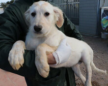 LAZZARO, Hund, Mischlingshund in Italien - Bild 23