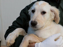 LAZZARO, Hund, Mischlingshund in Italien - Bild 24