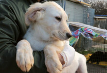 LAZZARO, Hund, Mischlingshund in Italien - Bild 25