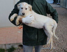 LAZZARO, Hund, Mischlingshund in Italien - Bild 26