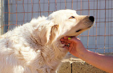 LAZZARO, Hund, Mischlingshund in Italien - Bild 3