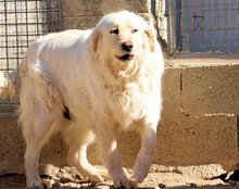 LAZZARO, Hund, Mischlingshund in Italien - Bild 4