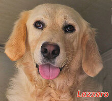 LAZZARO, Hund, Mischlingshund in Italien - Bild 5