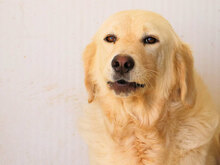 LAZZARO, Hund, Mischlingshund in Italien - Bild 8