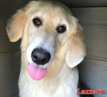 LAZZARO, Hund, Mischlingshund in Italien - Bild 9