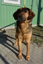 JAY, Hund, Mischlingshund in Ungarn - Bild 11