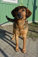 JAY, Hund, Mischlingshund in Ungarn - Bild 3