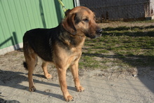 JAY, Hund, Mischlingshund in Ungarn - Bild 4