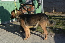 JAY, Hund, Mischlingshund in Ungarn - Bild 8