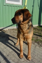 JAY, Hund, Mischlingshund in Ungarn - Bild 9