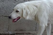 AGOSTO, Hund, Maremmano-Mix in Italien - Bild 19