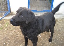 BOCELLI, Hund, Labrador-Mix in Slowakische Republik - Bild 3