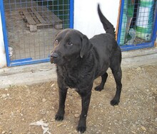 BOCELLI, Hund, Labrador-Mix in Slowakische Republik - Bild 4