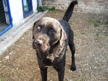 BOCELLI, Hund, Labrador-Mix in Slowakische Republik - Bild 5