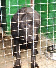 BOCELLI, Hund, Labrador-Mix in Slowakische Republik - Bild 6