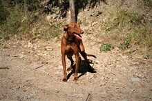 FERNANDO, Hund, Podenco-Mix in Spanien - Bild 15