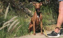 FERNANDO, Hund, Podenco-Mix in Spanien - Bild 3