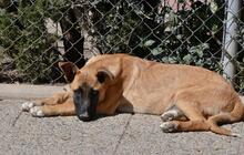 CARUSO, Hund, Malinois in Spanien - Bild 12