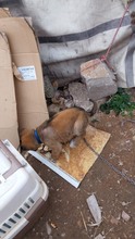 CARUSO, Hund, Malinois in Spanien - Bild 18