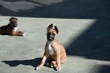 CARUSO, Hund, Malinois in Spanien - Bild 19