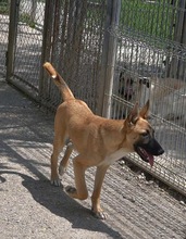 CARUSO, Hund, Malinois in Spanien - Bild 2