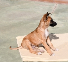 CARUSO, Hund, Malinois in Spanien - Bild 20