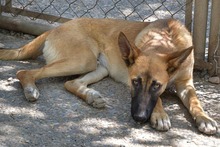 CARUSO, Hund, Malinois in Spanien - Bild 4