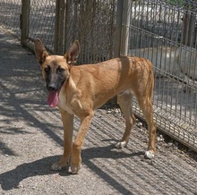 CARUSO, Hund, Malinois in Spanien - Bild 5