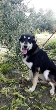 VALKI, Hund, Mischlingshund in Spanien - Bild 3