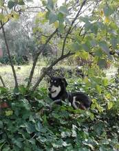 VALKI, Hund, Mischlingshund in Spanien - Bild 4