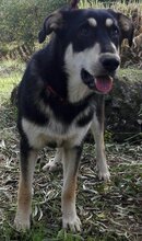 VALKI, Hund, Mischlingshund in Spanien - Bild 5