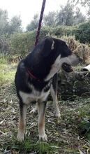 VALKI, Hund, Mischlingshund in Spanien - Bild 6