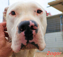 ZAGOR, Hund, Dogo Argentino in Italien - Bild 1