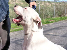 ZAGOR, Hund, Dogo Argentino in Italien - Bild 10